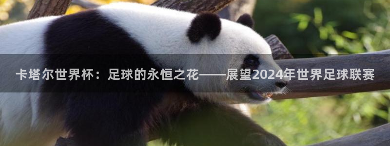 世界杯足球赛2026赛程时间：卡塔尔世界杯：足球的永恒之花——展望2024年世界足球联赛